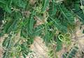 Astragalus hamosus